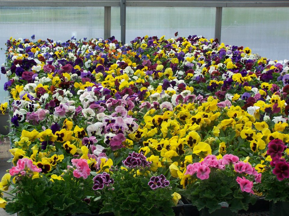 About Countryside Farm and Greenhouse Fleetwood, PA